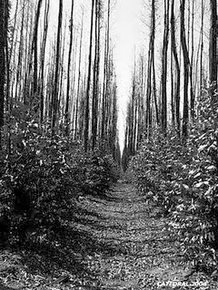 [caminho[1].jpg]